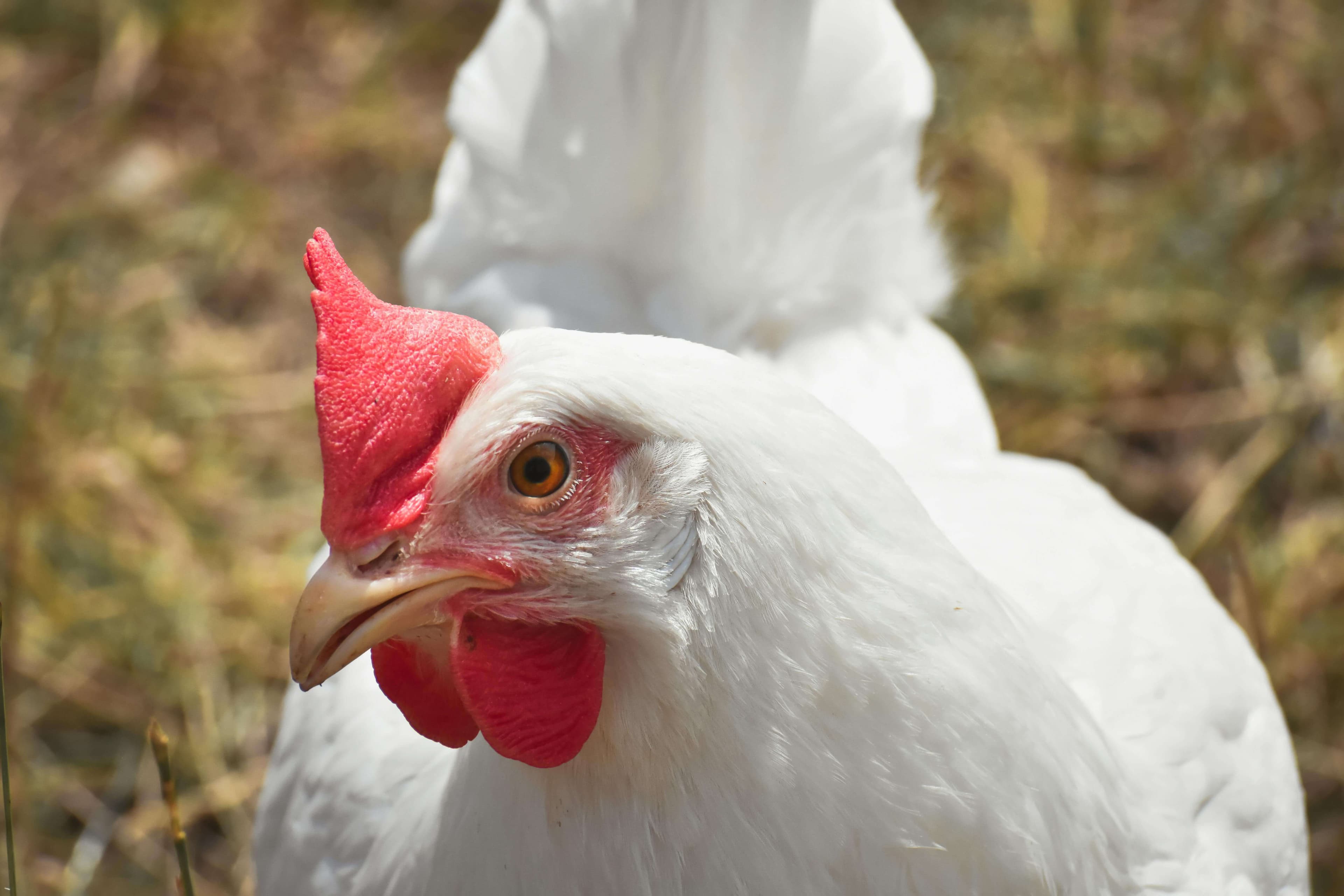 Broiler Chicken Farming | Poultry Farming