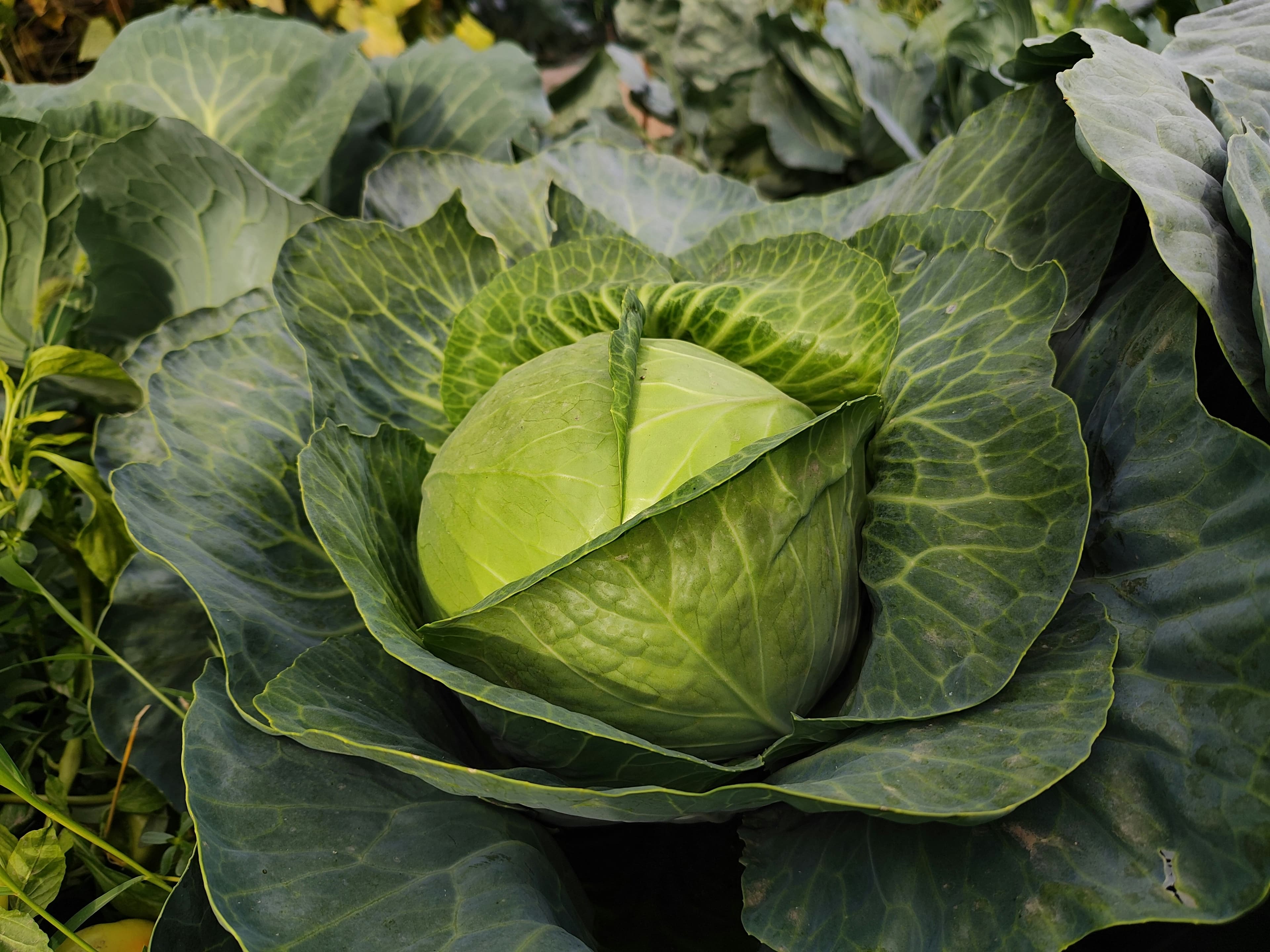 Cabbage Farming