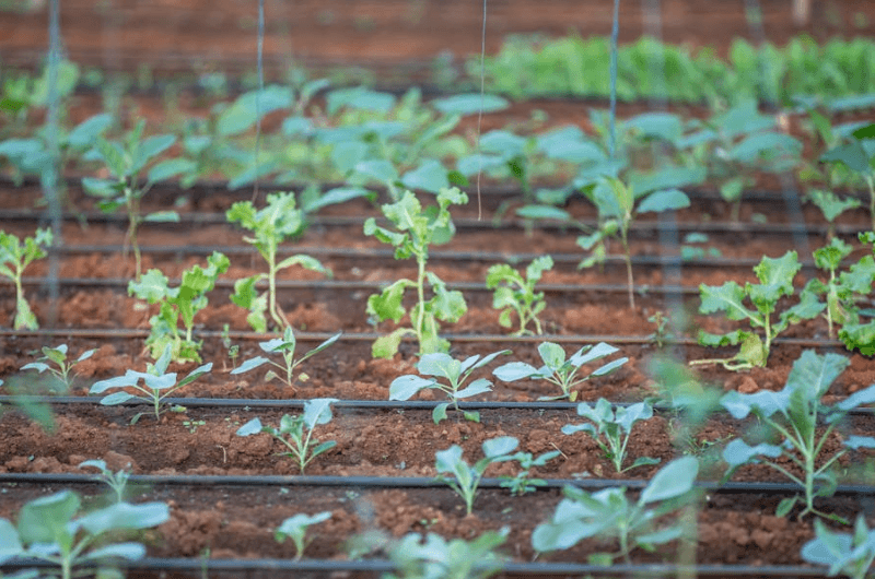 Drip irrigation