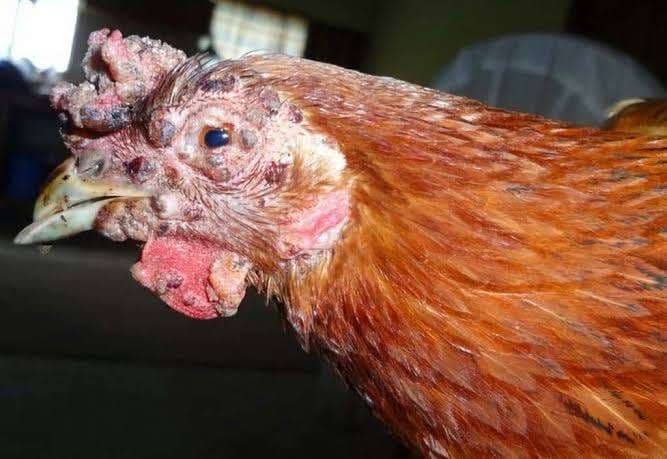 Poultry Diseases : Ultimate Guide