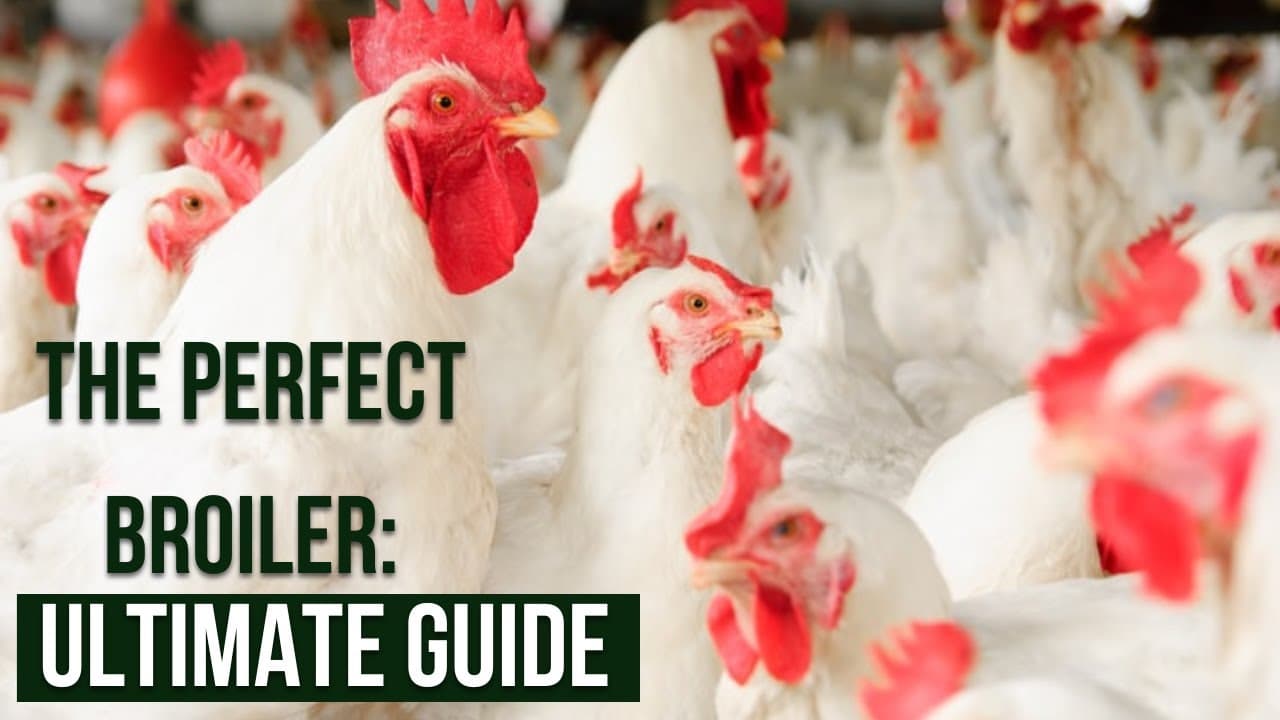 Ultimate Guide to Properly Raising Broilers