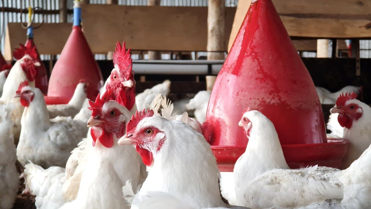 5 Tips for Successful Broiler Farming