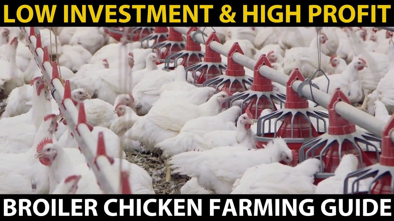 Complete Guide to Broiler Chicken Farming in India