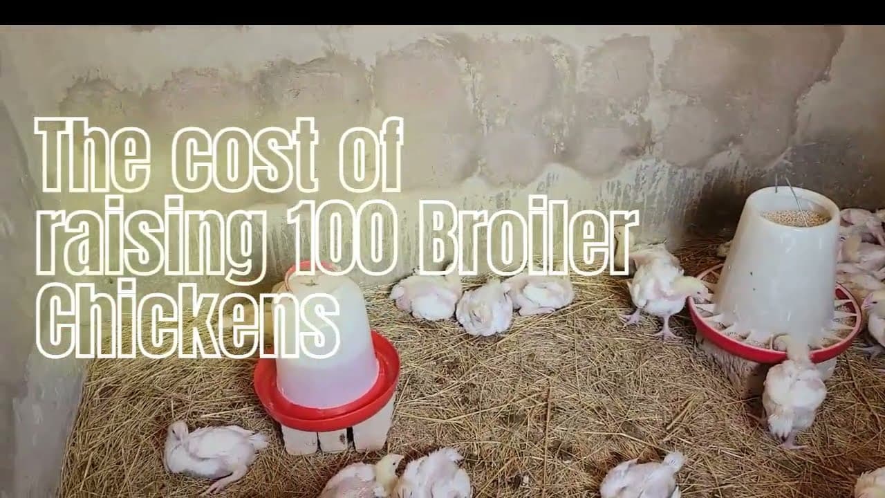 Complete Cost Analysis of Raising 100 Broilers(Zimbabwe)