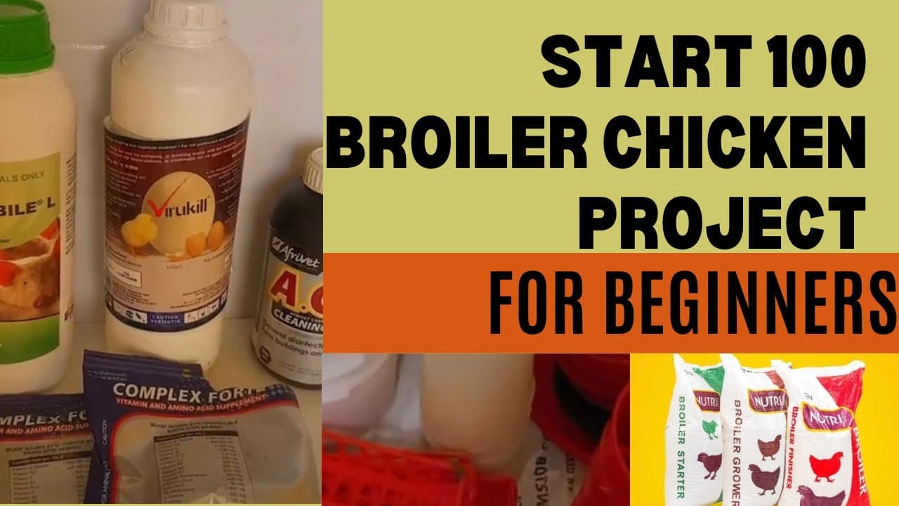 Beginner's Guide: Starting a 100 Broiler Chicken Project(Botswana)