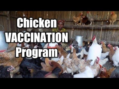 Vaccination Tips for Profitable Broiler Chicken Farming