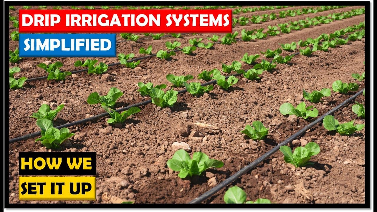 Drip Irrigation System: Simple and Cost-Effective(Zambia)