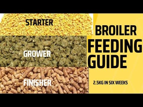 Ultimate Broiler Feeding Guide: Effective Strategies(Uganda)