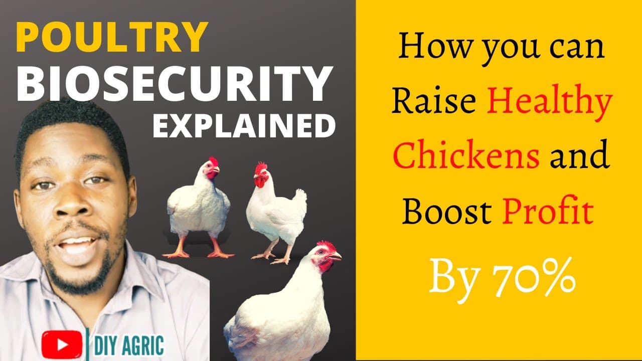 Biosecurity Measures for Broiler Chicken Farming