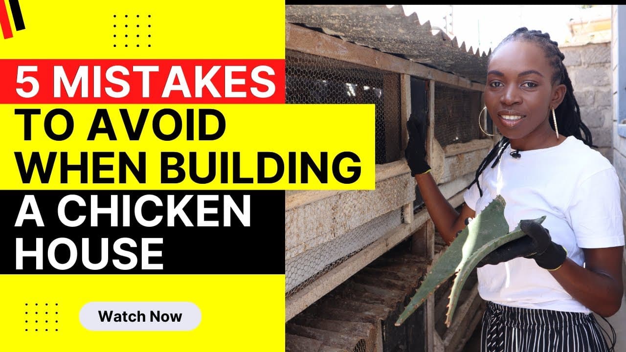 Top 5 Mistakes to Avoid When Building a Chicken House