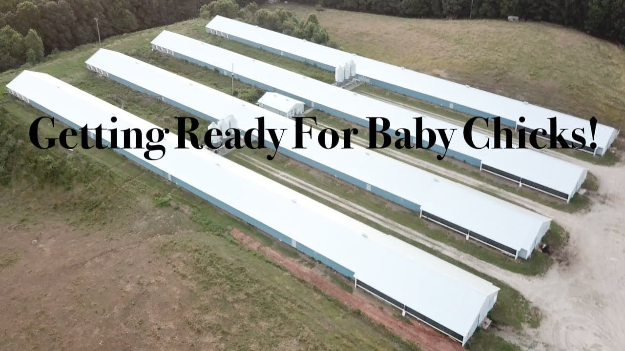 Ultimate Guide to Setting Up Chicken Houses for Baby Chicks