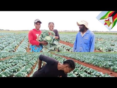 Steps and Techniques for Growing Healthy Cabbages