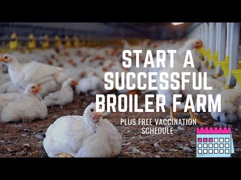 Broiler Chicken Farming: A Complete Step-by-Step Guide