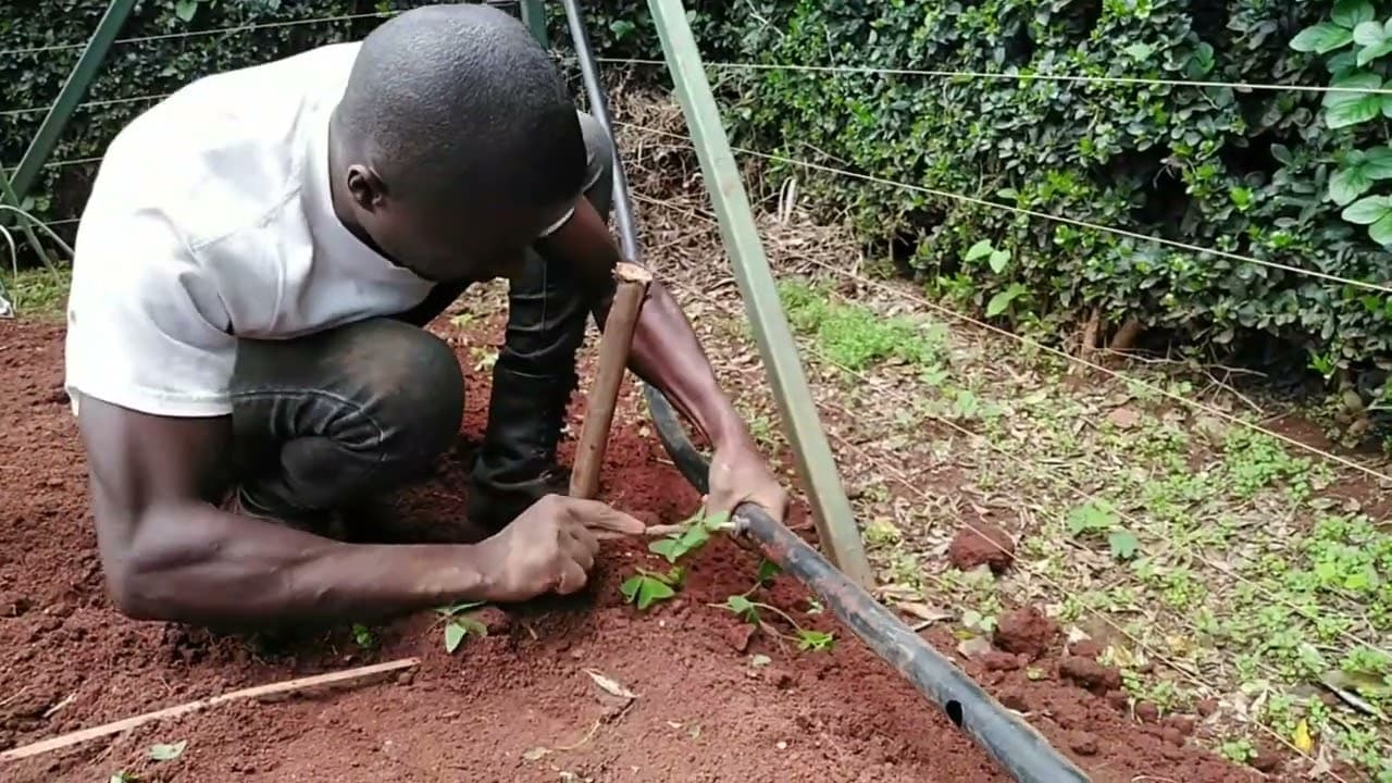 Step-by-Step Guide: How to Install Drip Irrigation System