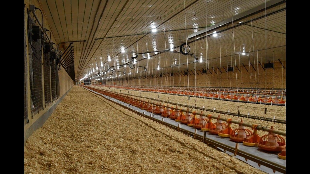 Comprehensive Introduction to Modern Broiler Production