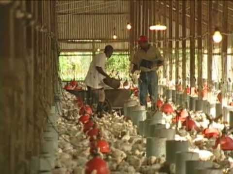 4 Strategies for Profitable Broiler Farm(Jamaica)