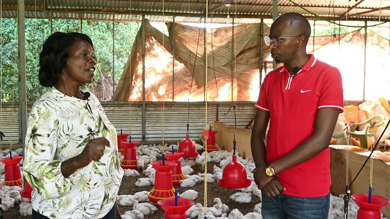 How to Start a Successful Broiler Chicken Farm on a Small Budget.