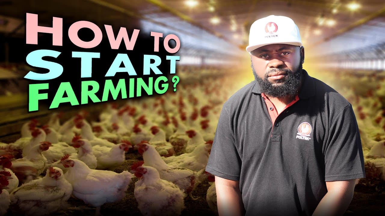 The Cost of Raising Broiler Chickens in South Africa