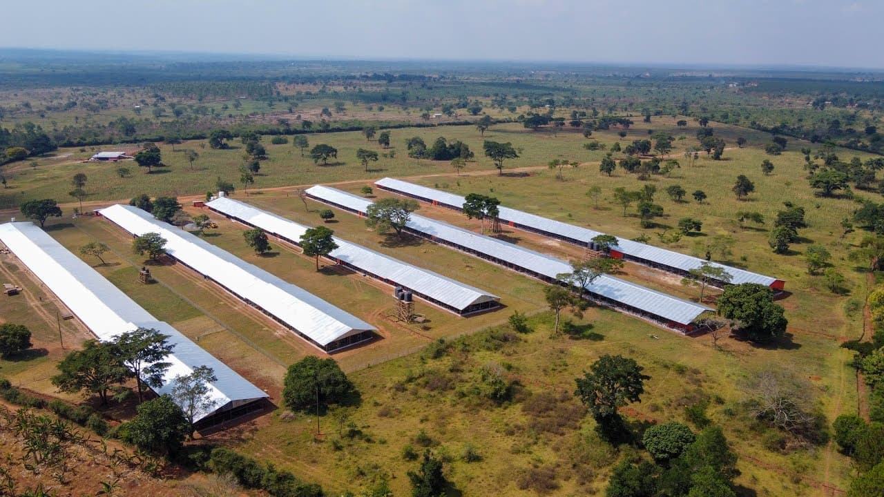 Inside a 40,000 Broiler Chicken Farm