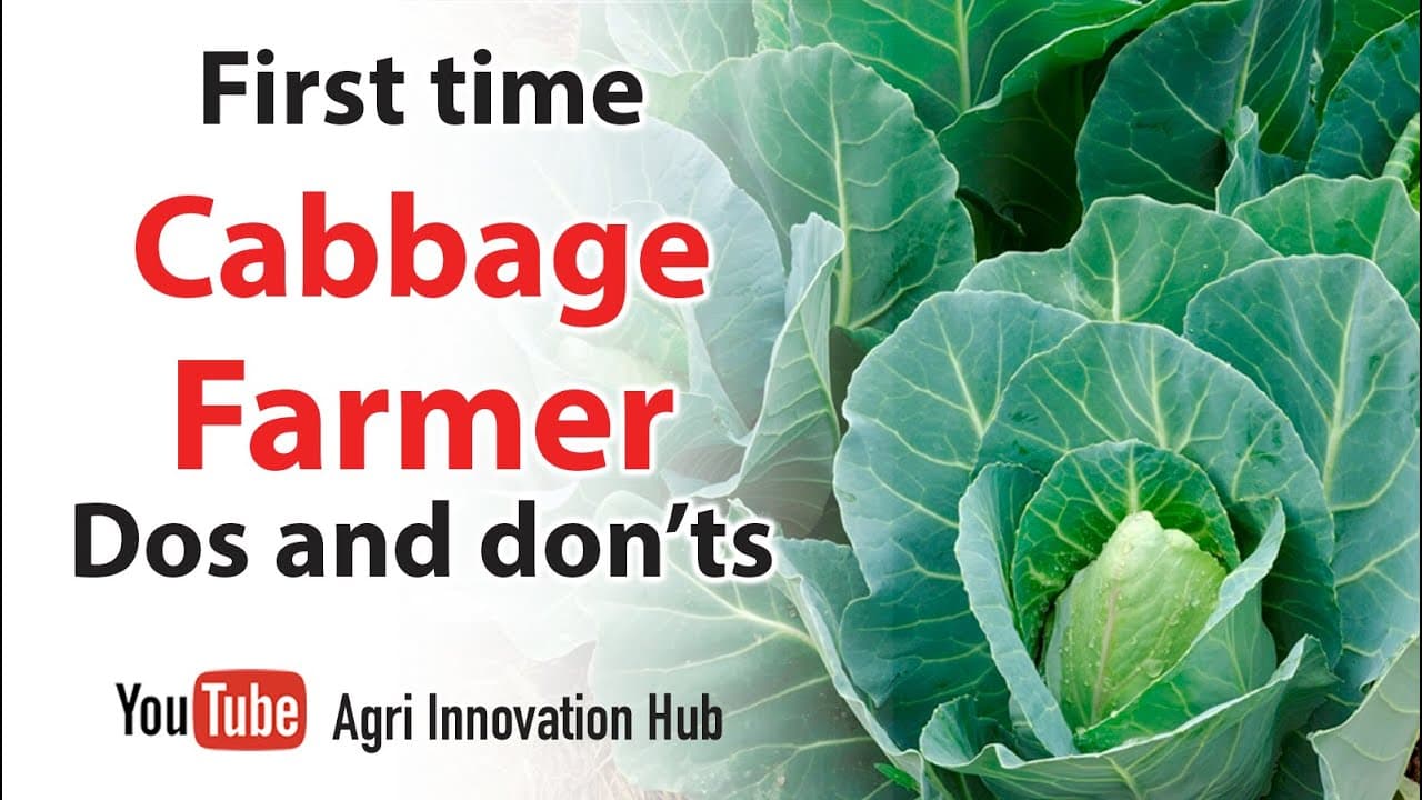 Secrets of Cabbage Farming: Key Tips and Pitfalls